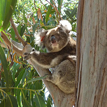photo of koala
