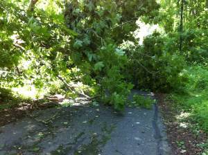 photo of downed tree